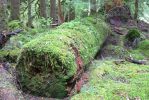 PICTURES/Sol Duc - Ancient Groves/t_Mossy Log2.JPG